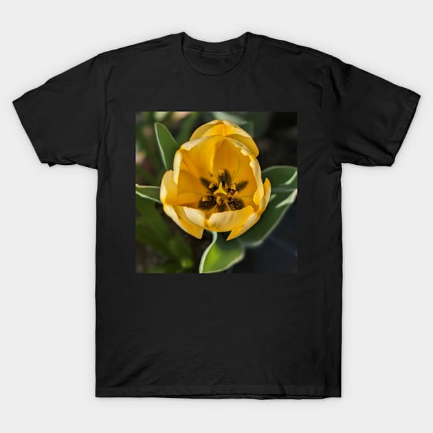 Yellow Tulip Center T-Shirt by AustaArt